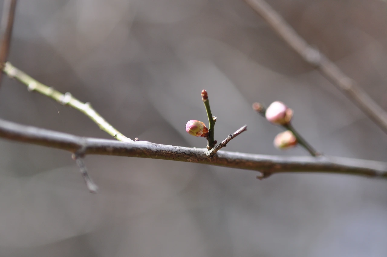 매실나무_겨울눈 (2).JPG