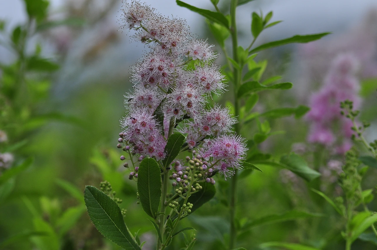 꼬리조팝나무 (6).JPG