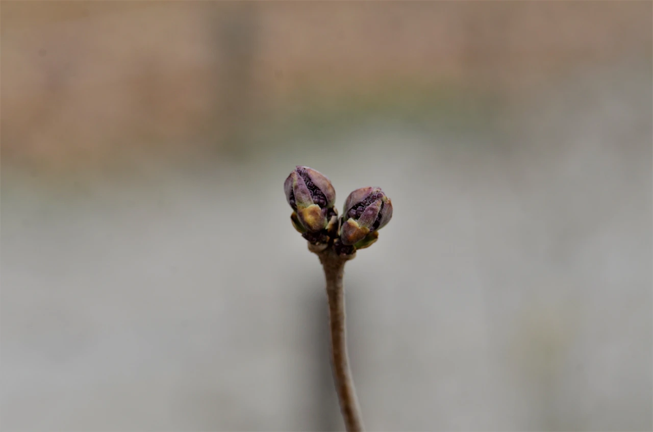 수수꽃다리 (4).JPG