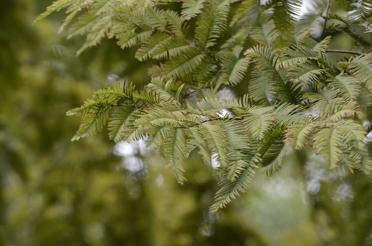 메타세쿼이아 (9).JPG