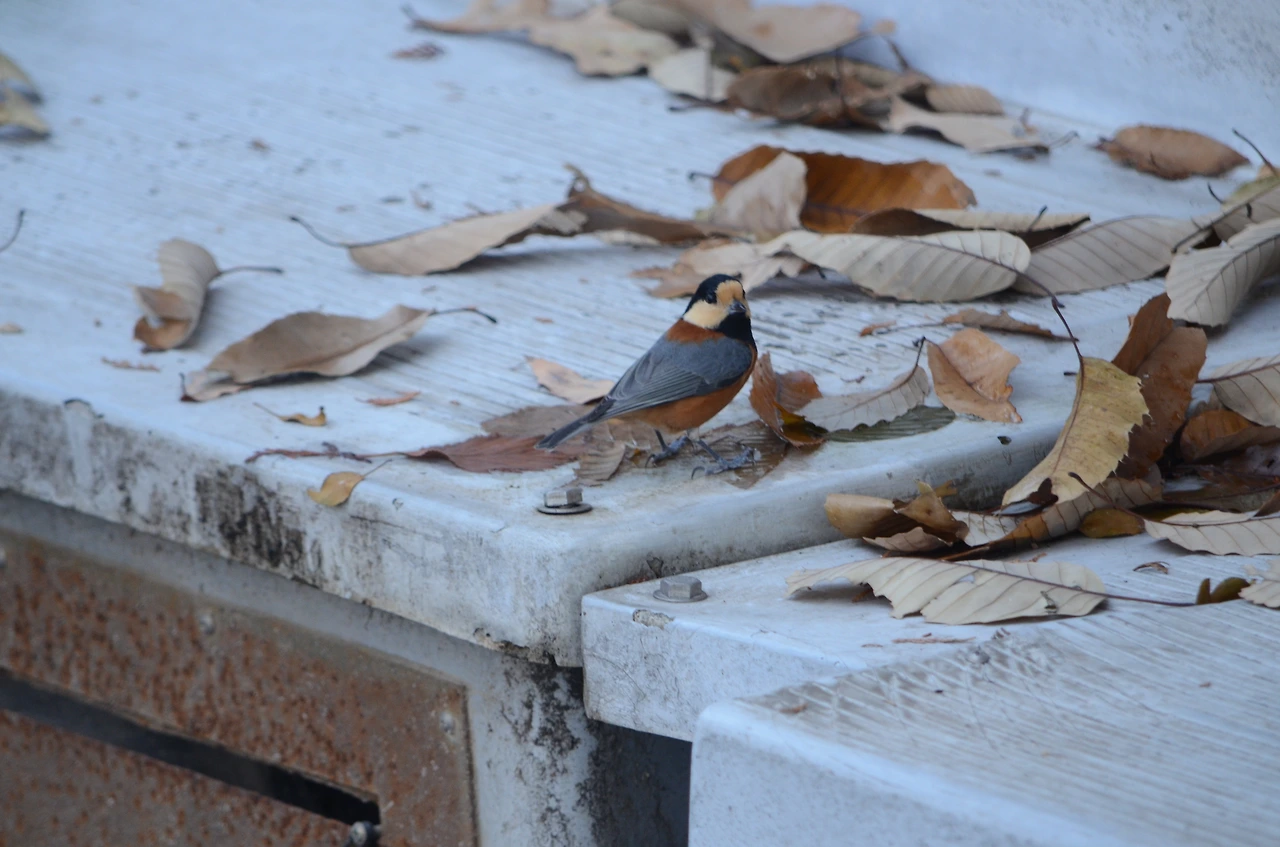 곤줄박이 (2).JPG