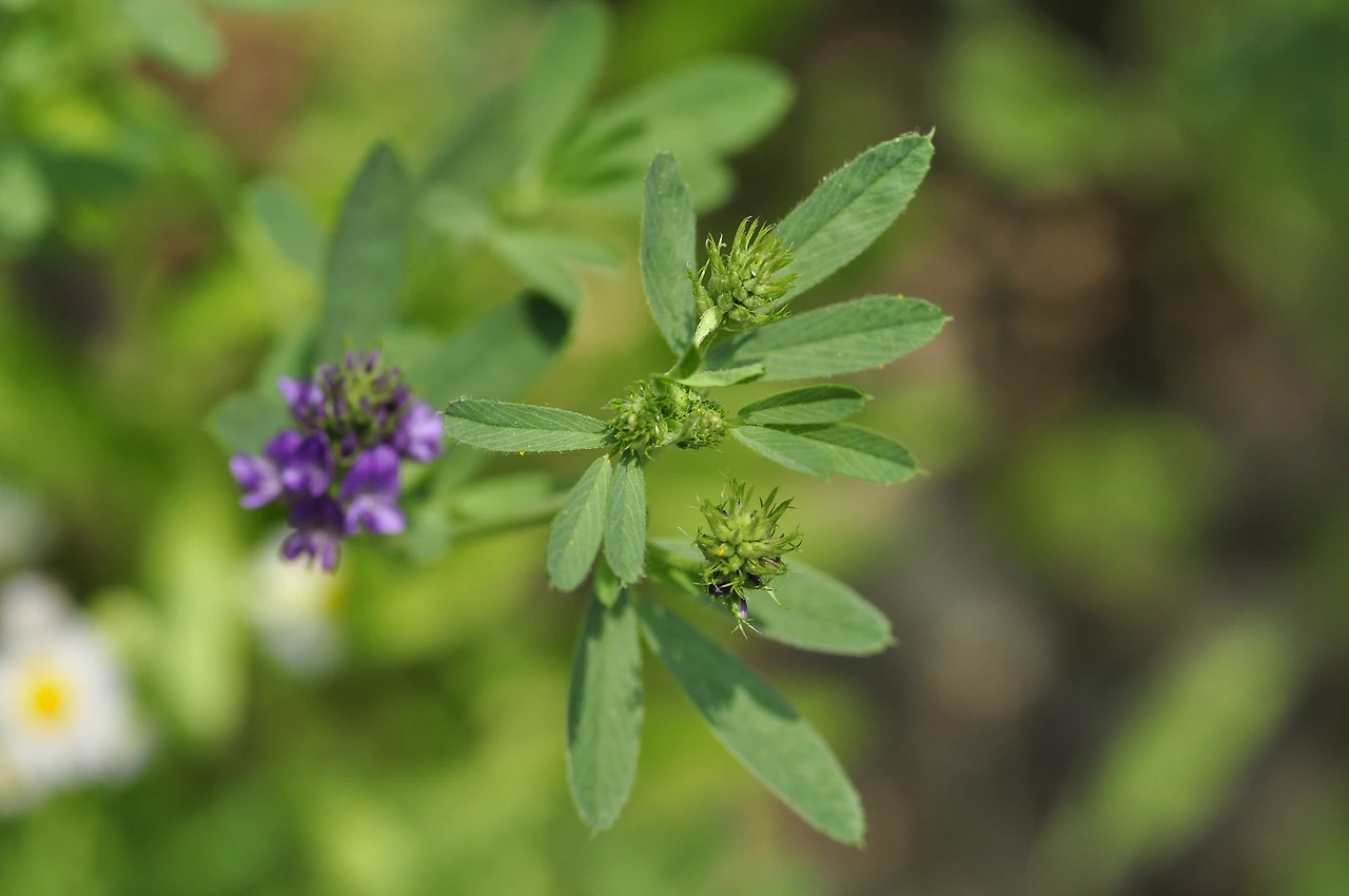 자주개자리 (2).JPG