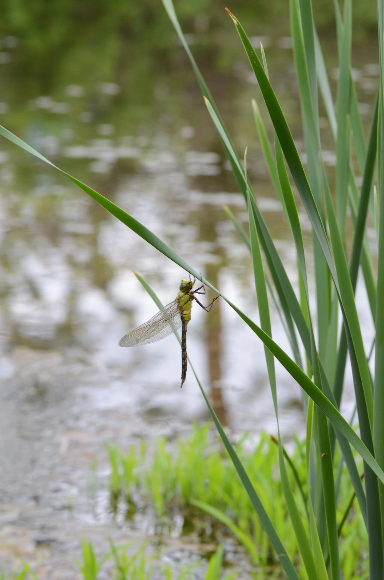 먹줄왕잠자리 (25).JPG