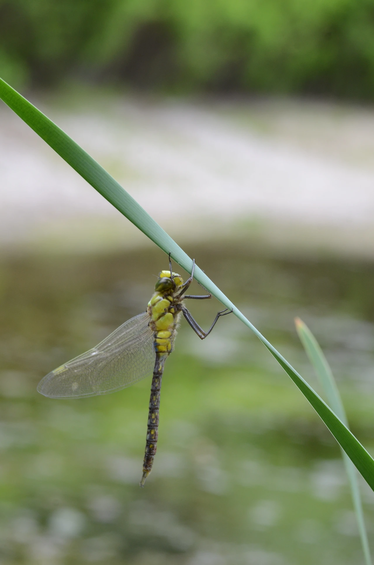 먹줄왕잠자리 (18).JPG