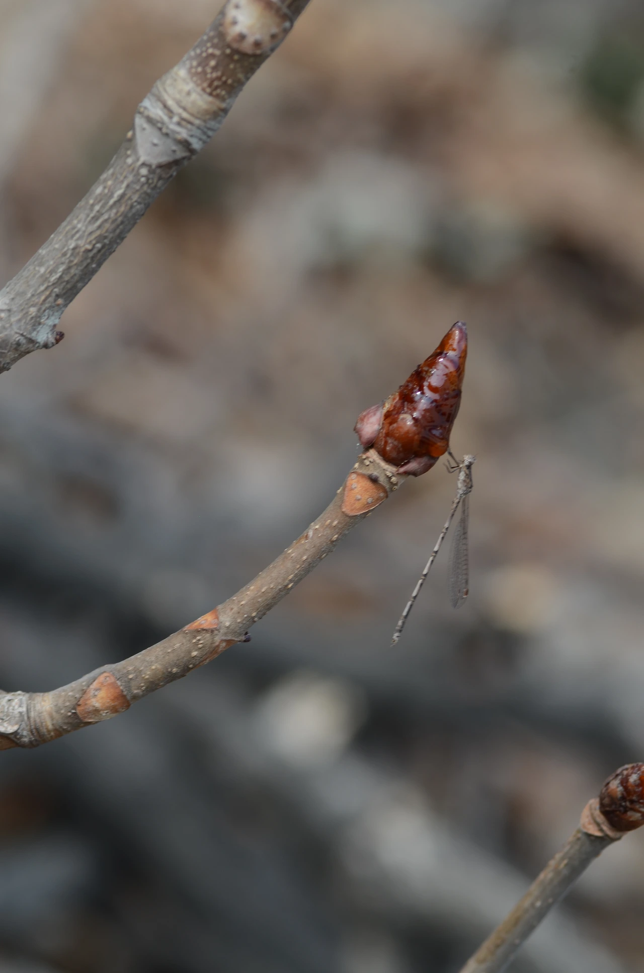 칠엽수와 실잠자리 (2).JPG