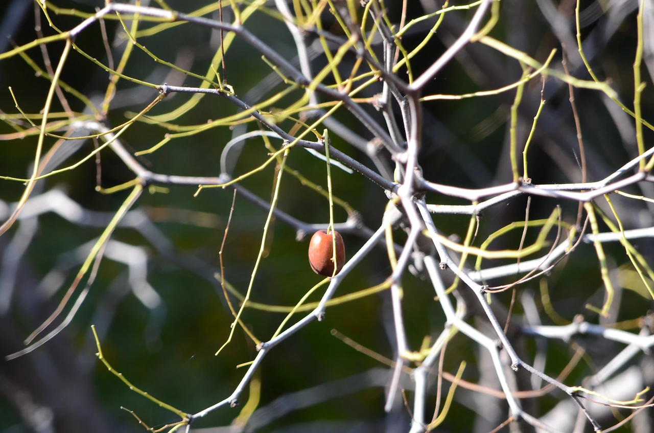 마지막 대추.JPG