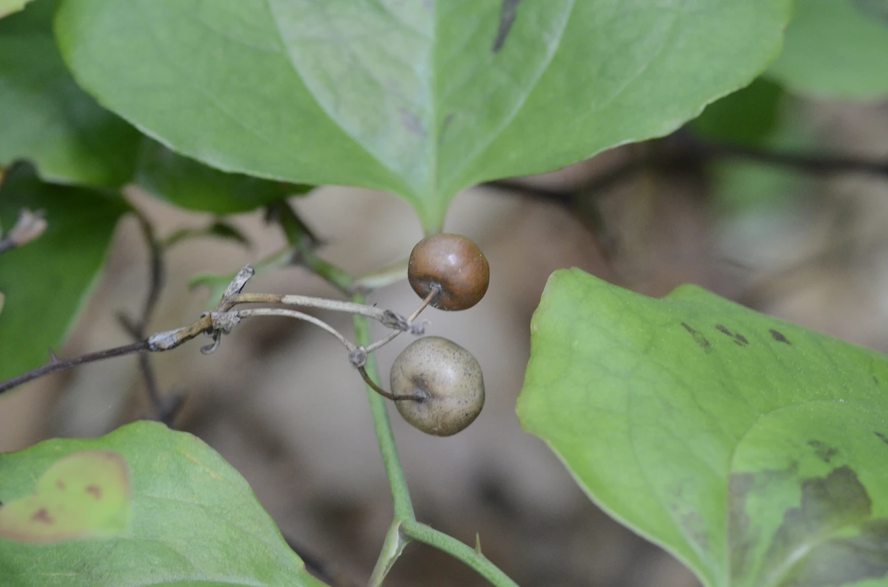 청미래덩굴 (7).JPG