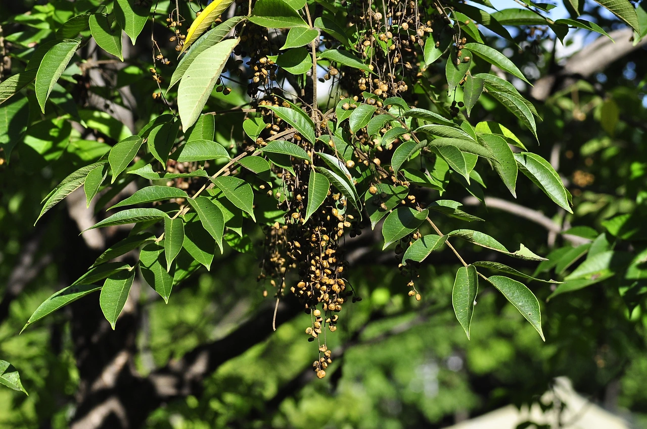 산검양옺나무 (2).JPG