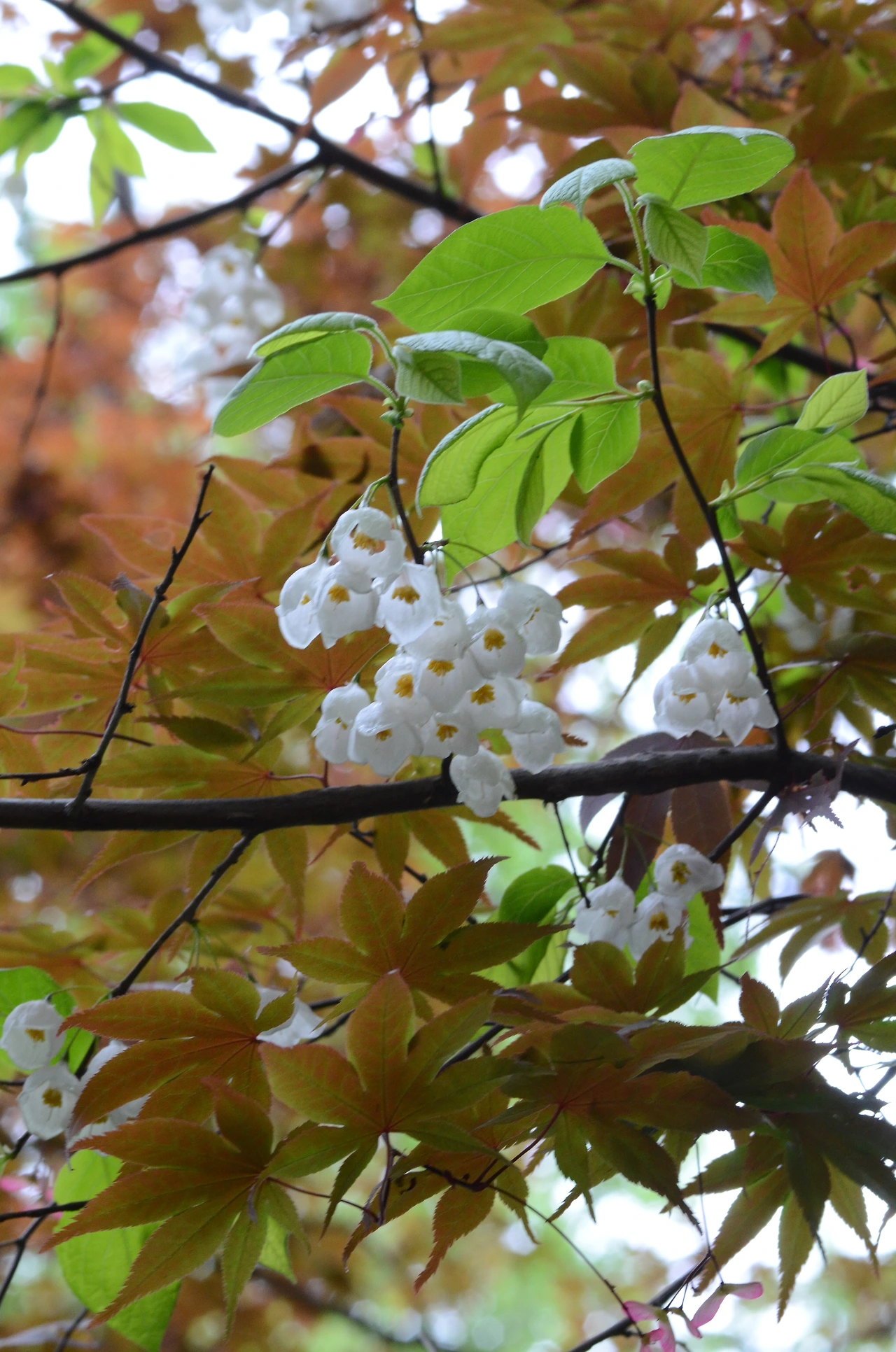 은종나무 (3).JPG