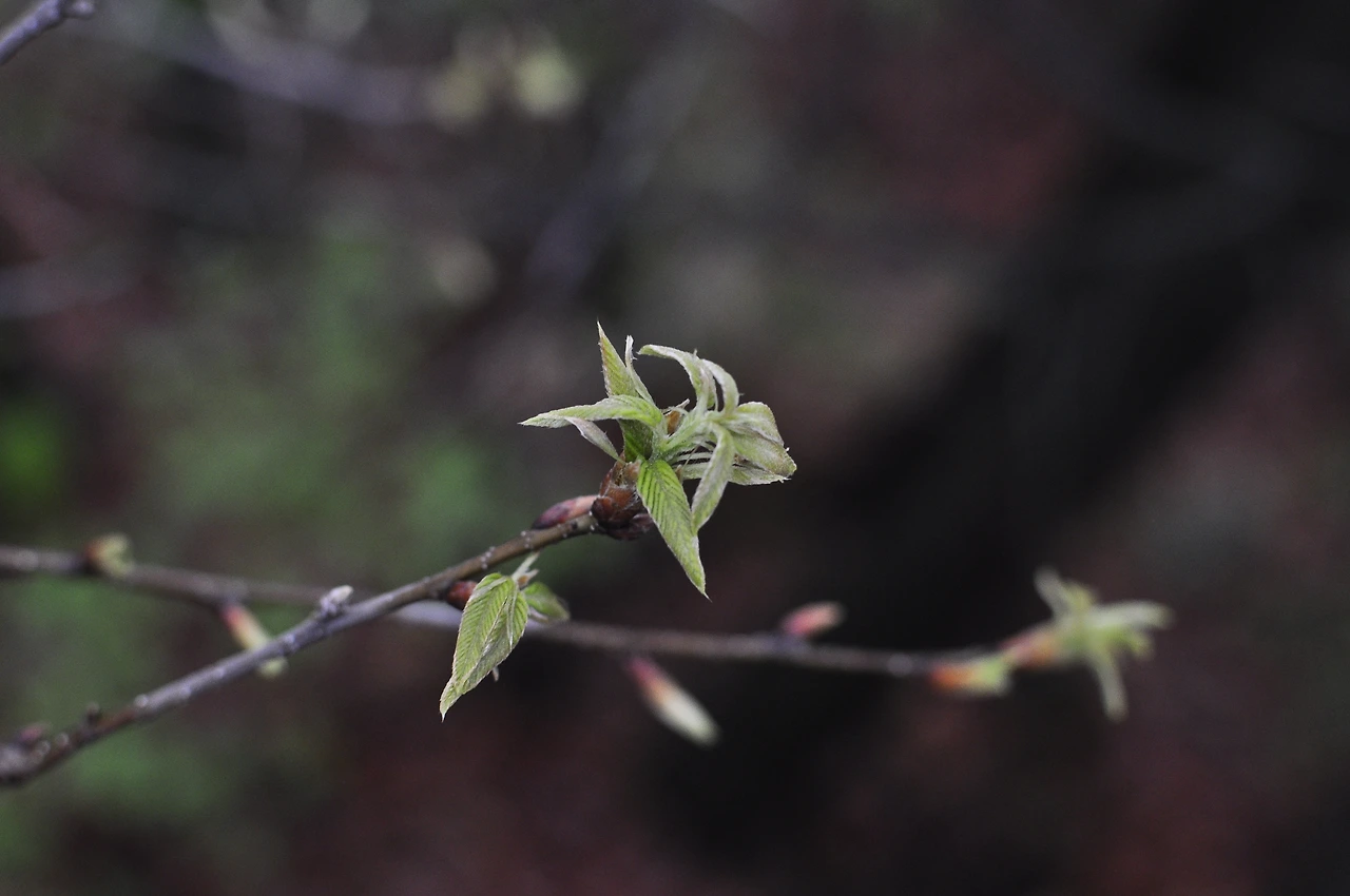 신갈나무 (2).JPG