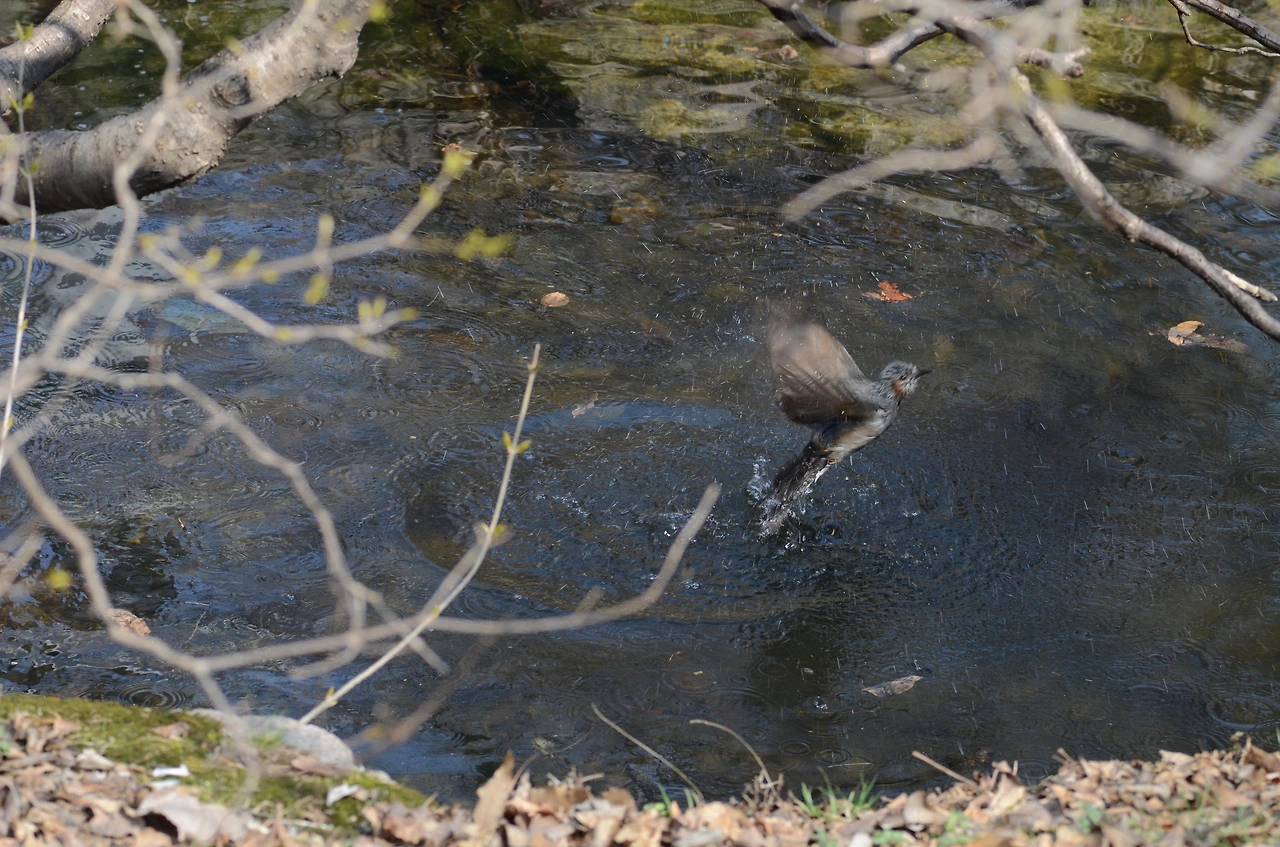 직박구리 목욕 (4).JPG