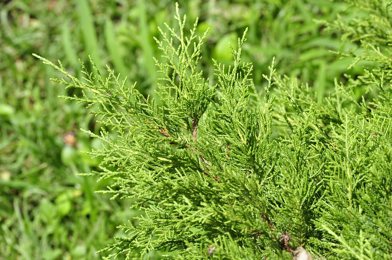 눈향나무 (2).JPG