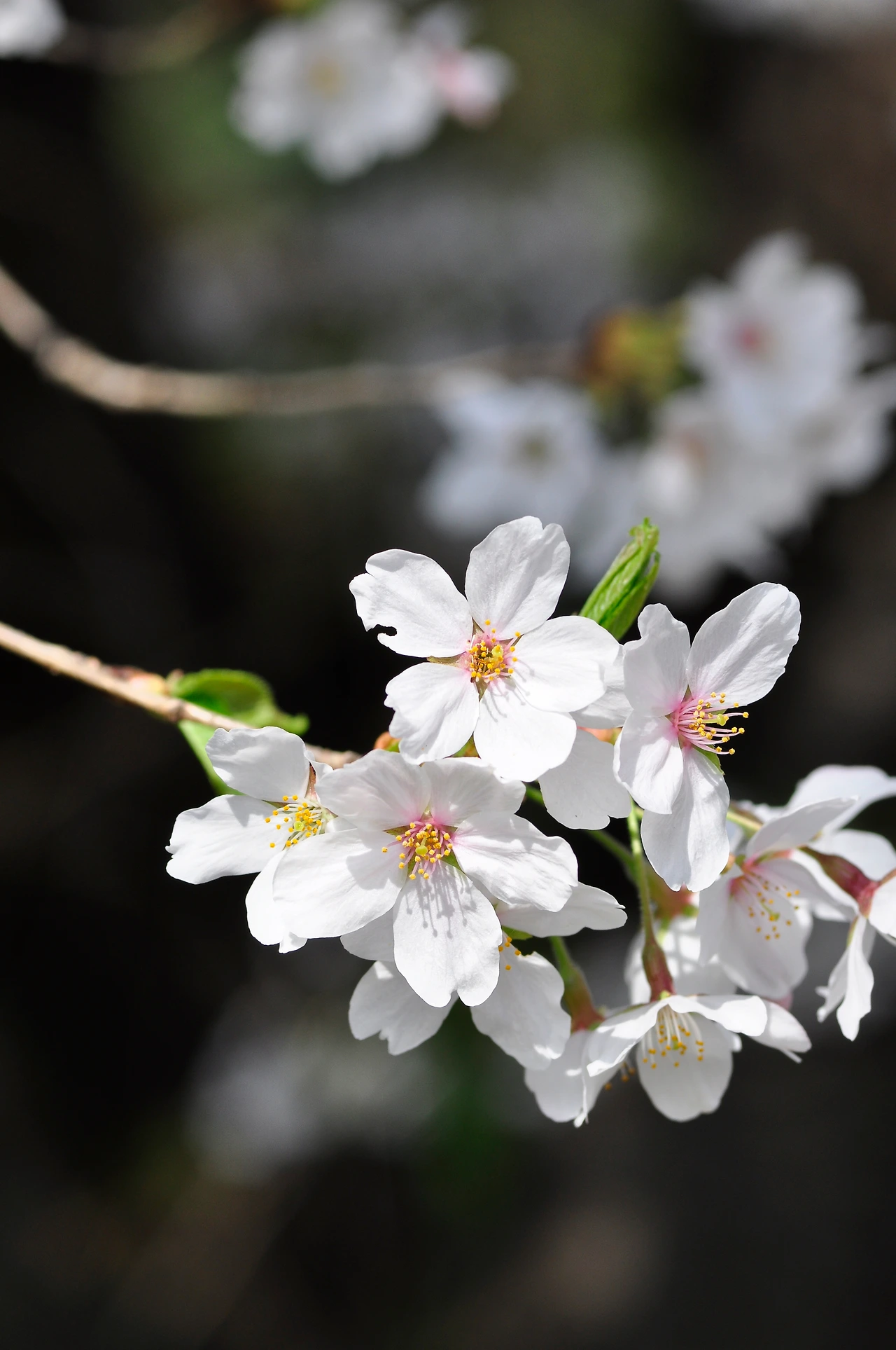 왕벚나무 (24).JPG