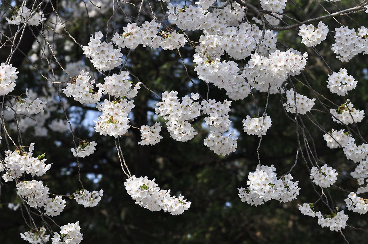 왕벚나무 (13).JPG