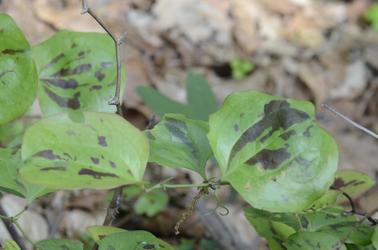 청미래덩굴 (6).JPG