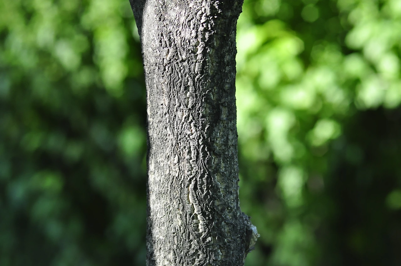 황벽나무 (2).JPG