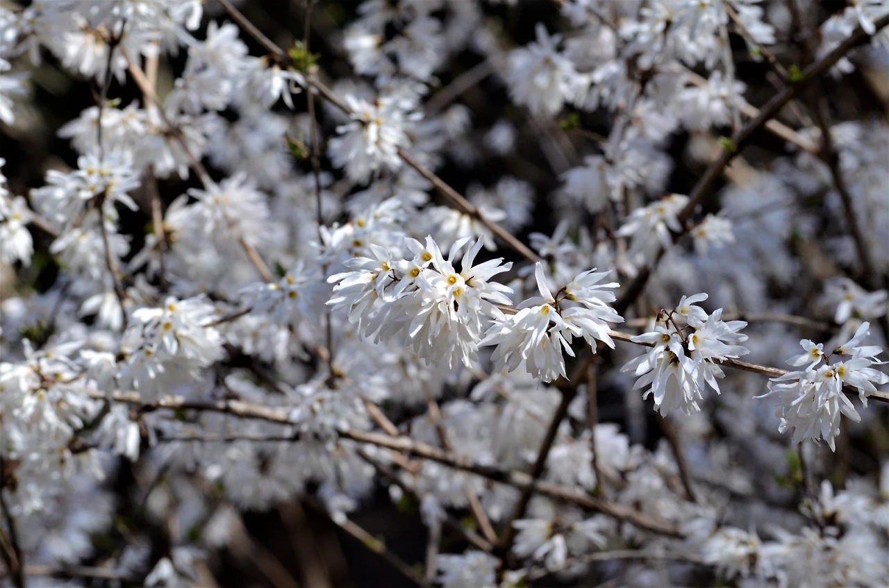 미선나무 (4).JPG