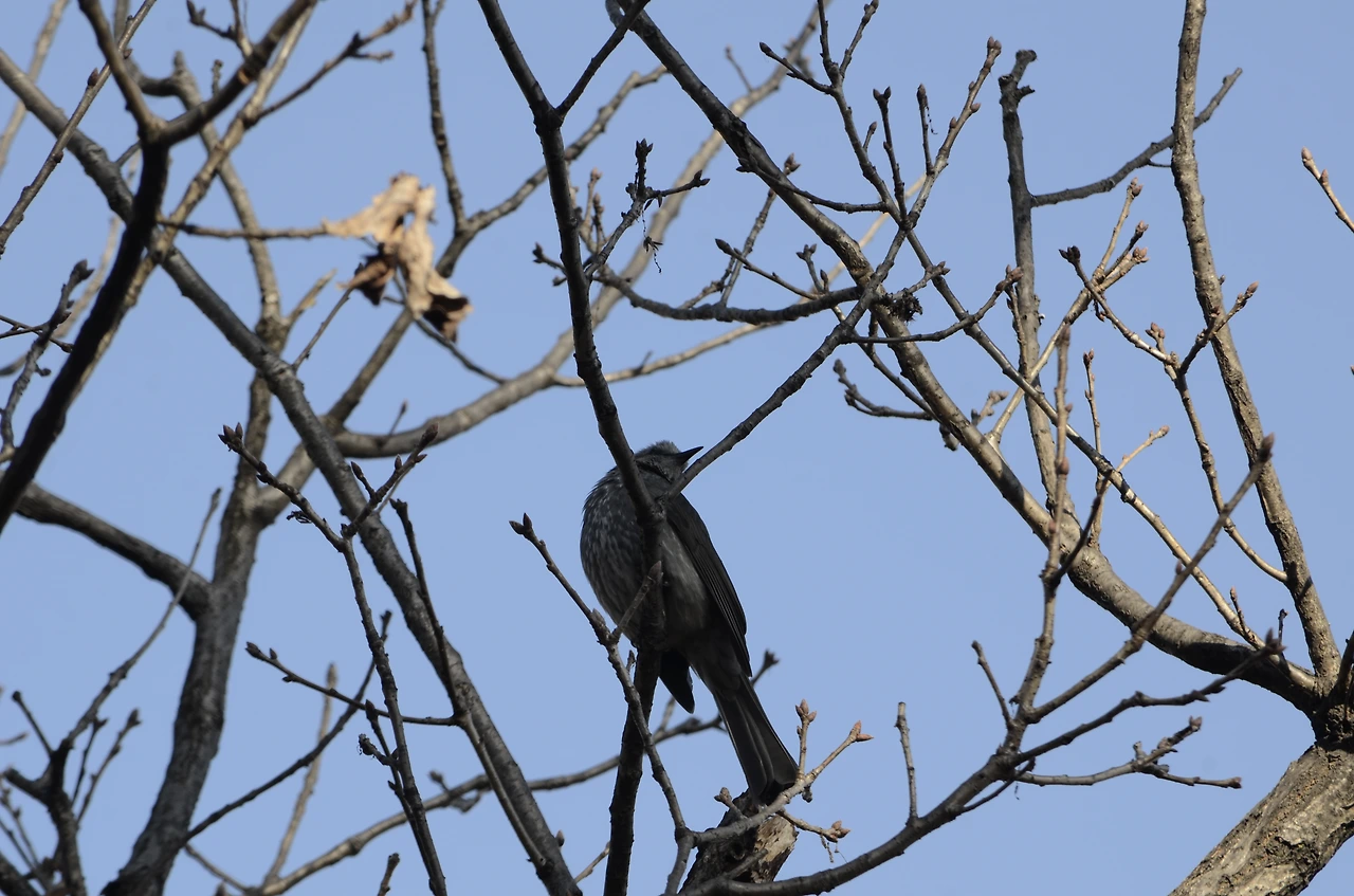 직박구리 (3).JPG