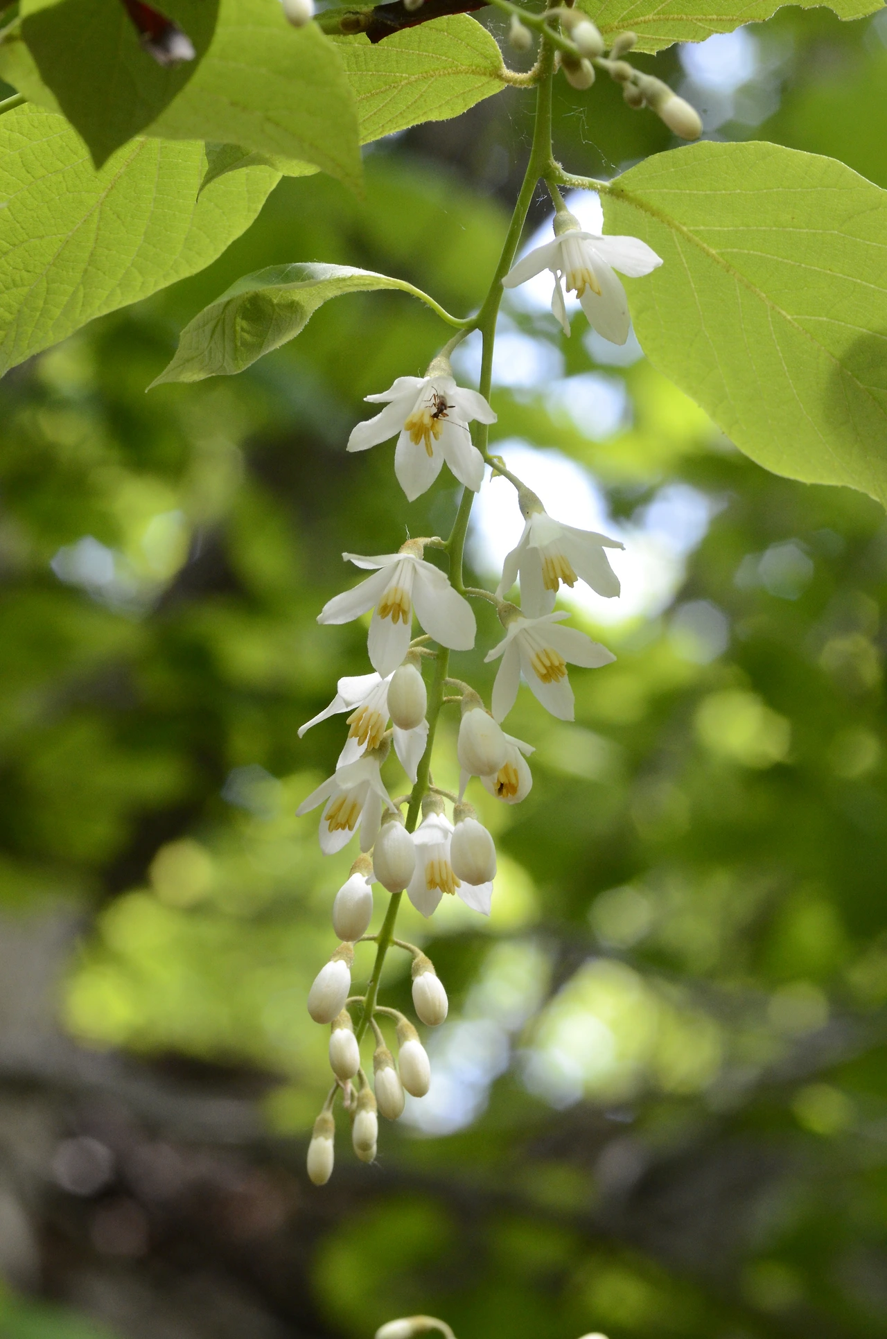 쪽동백나무 (2).JPG