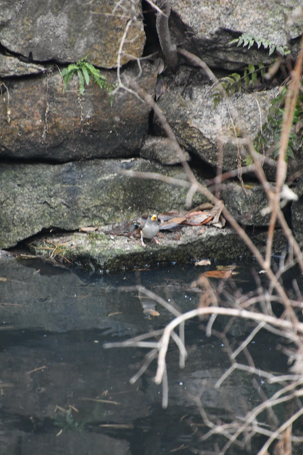 밀화부리 (6).JPG