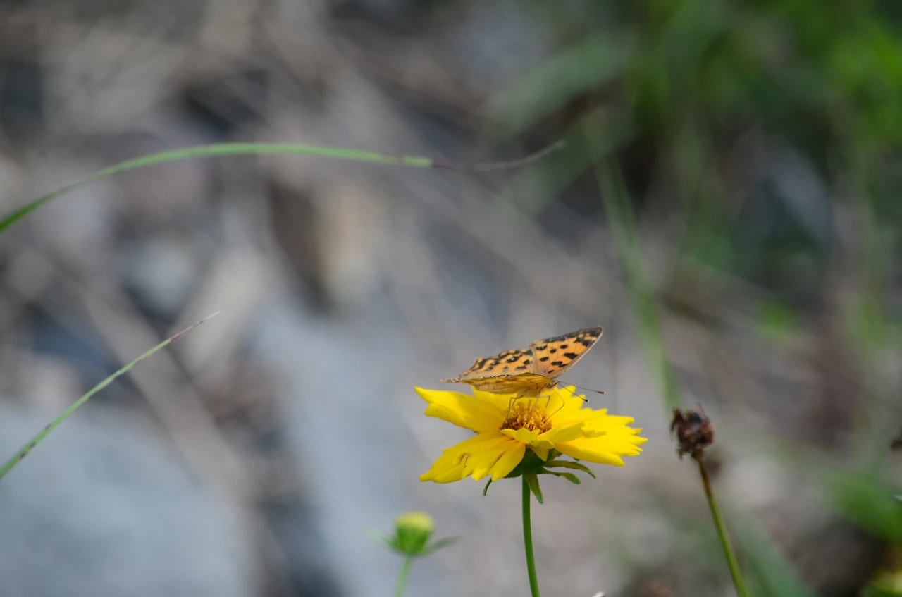 네발나비 (7).JPG