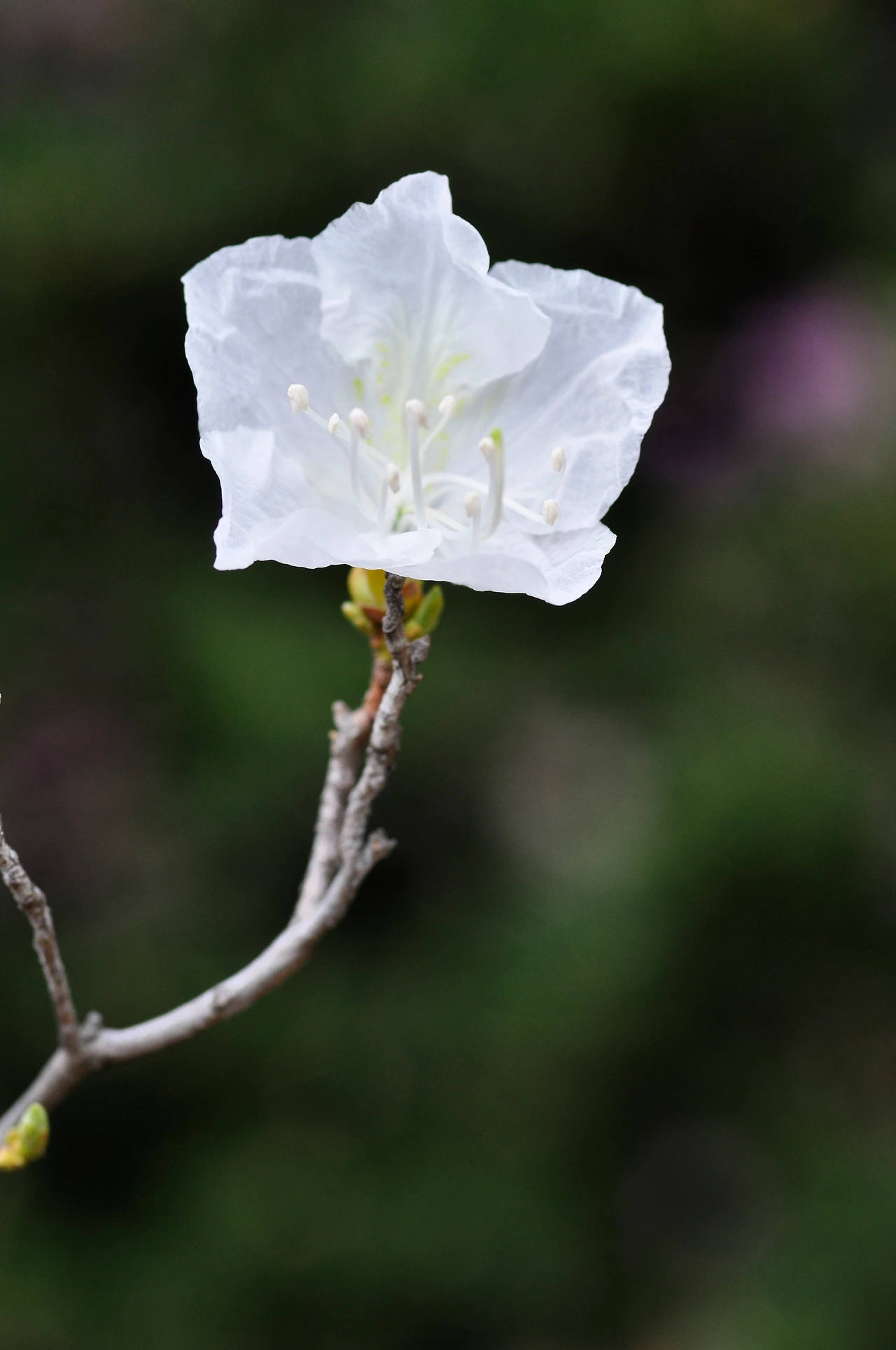 흰진달래 (3).JPG