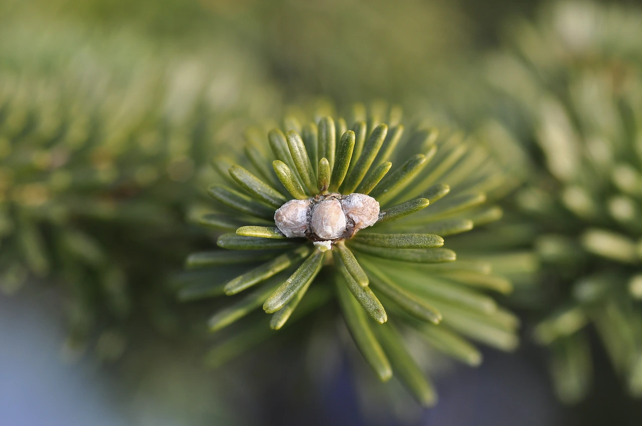 구상나무 (2).JPG