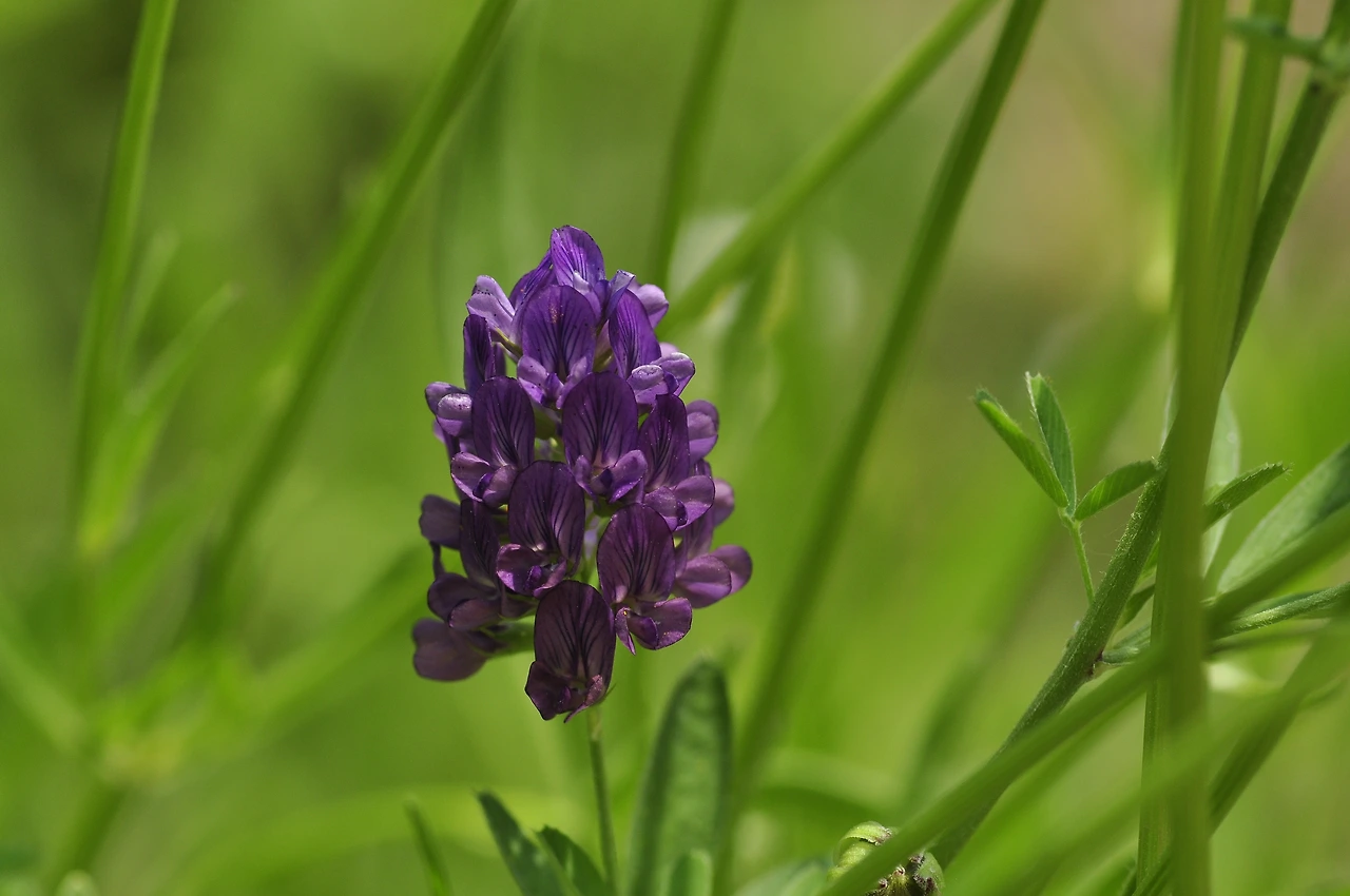 자주개자리 (3).JPG