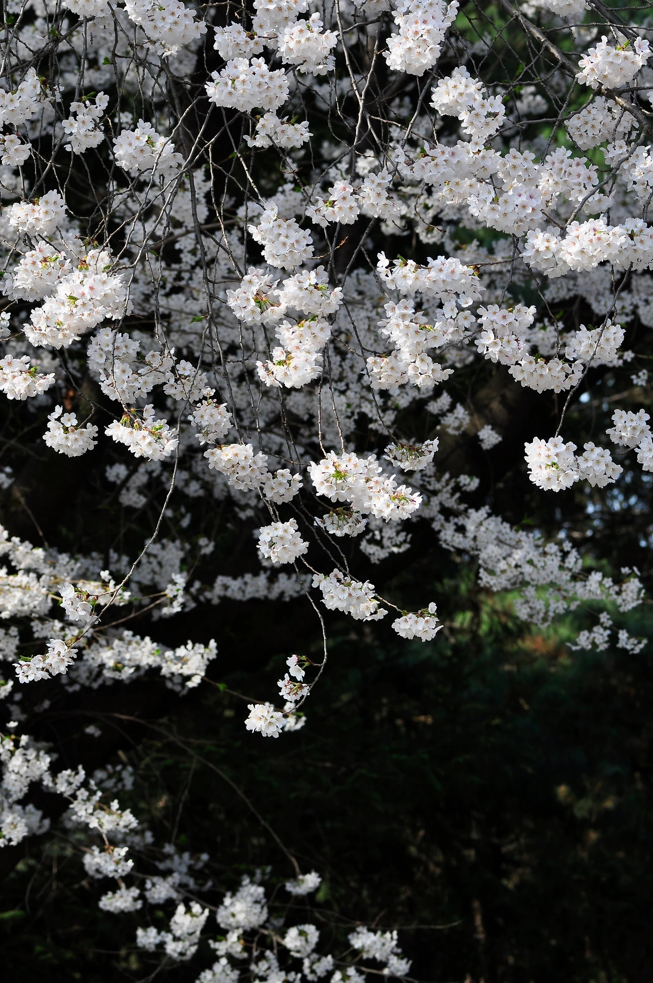 왕벚나무 (15).JPG