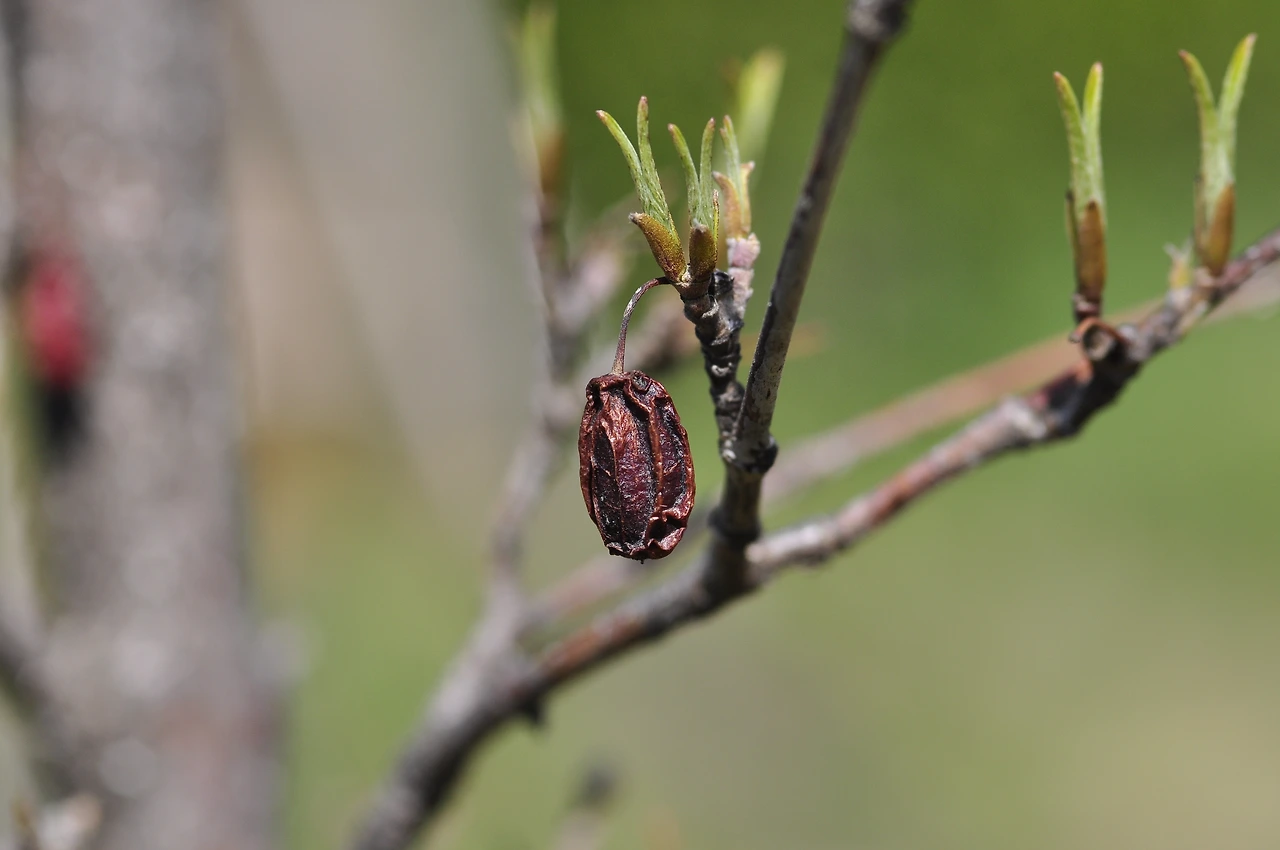 산수유_잎 (3).JPG