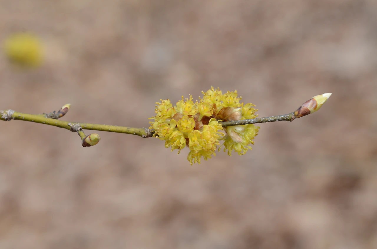 생강나무 (3).JPG