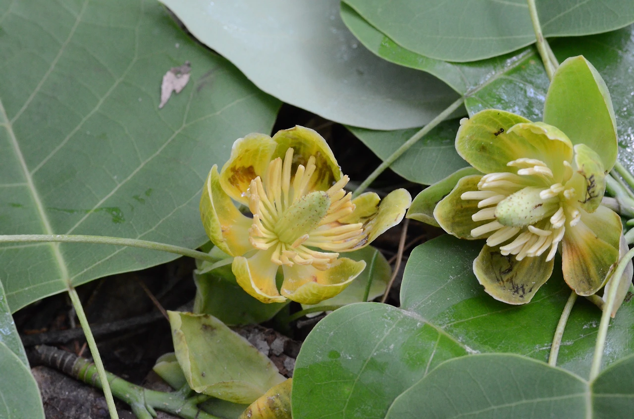 백합나무 (3).JPG