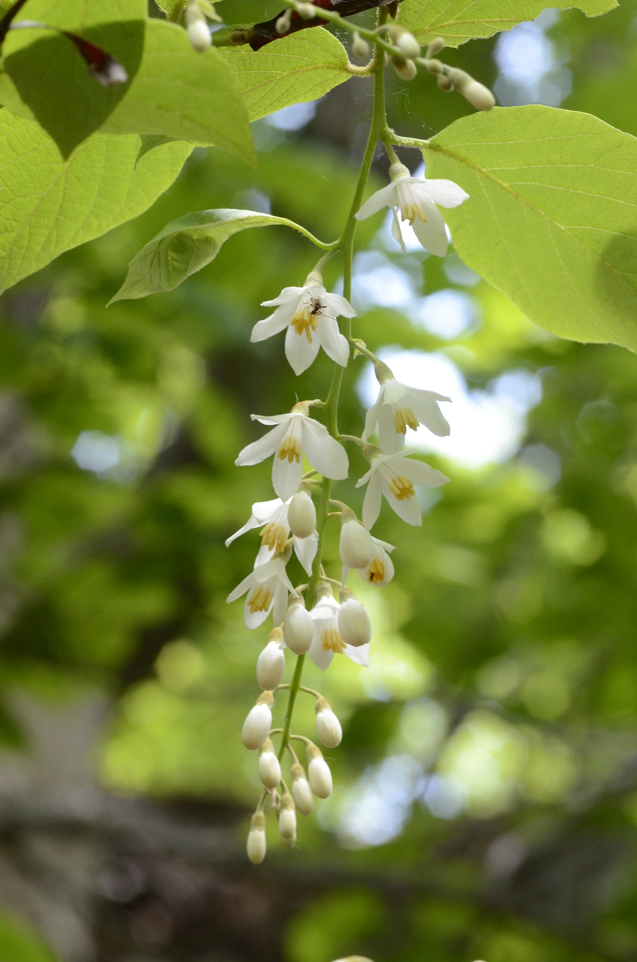 쪽동백나무 (3).JPG