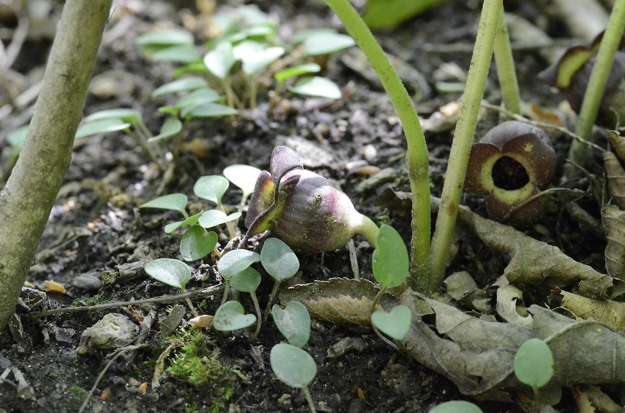 족도리풀 (5).JPG