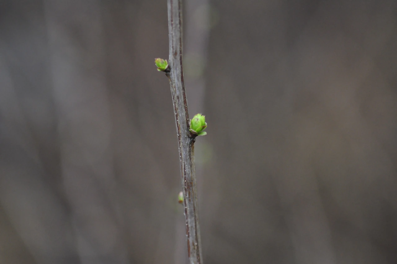 조팝나무_겨울눈 (2).JPG