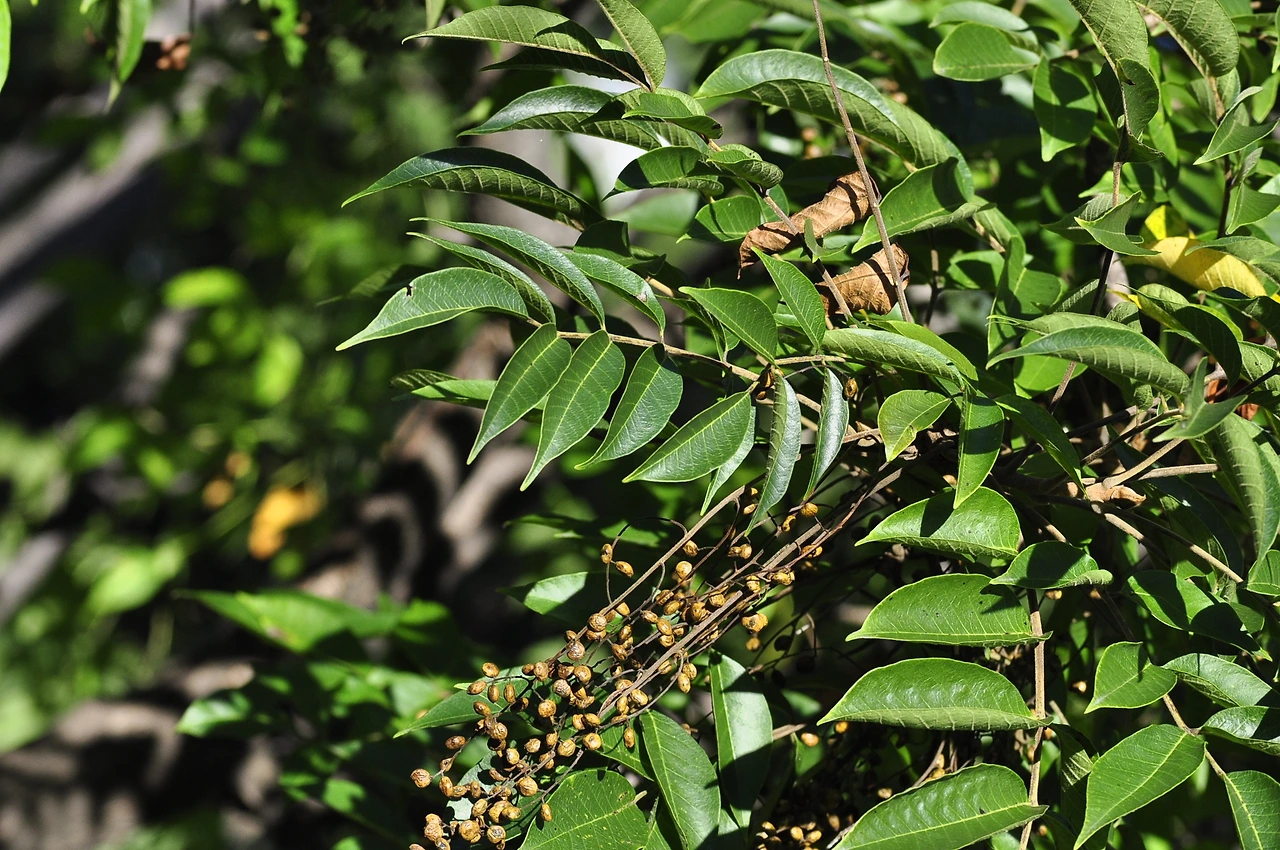 산검양옺나무 (4).JPG