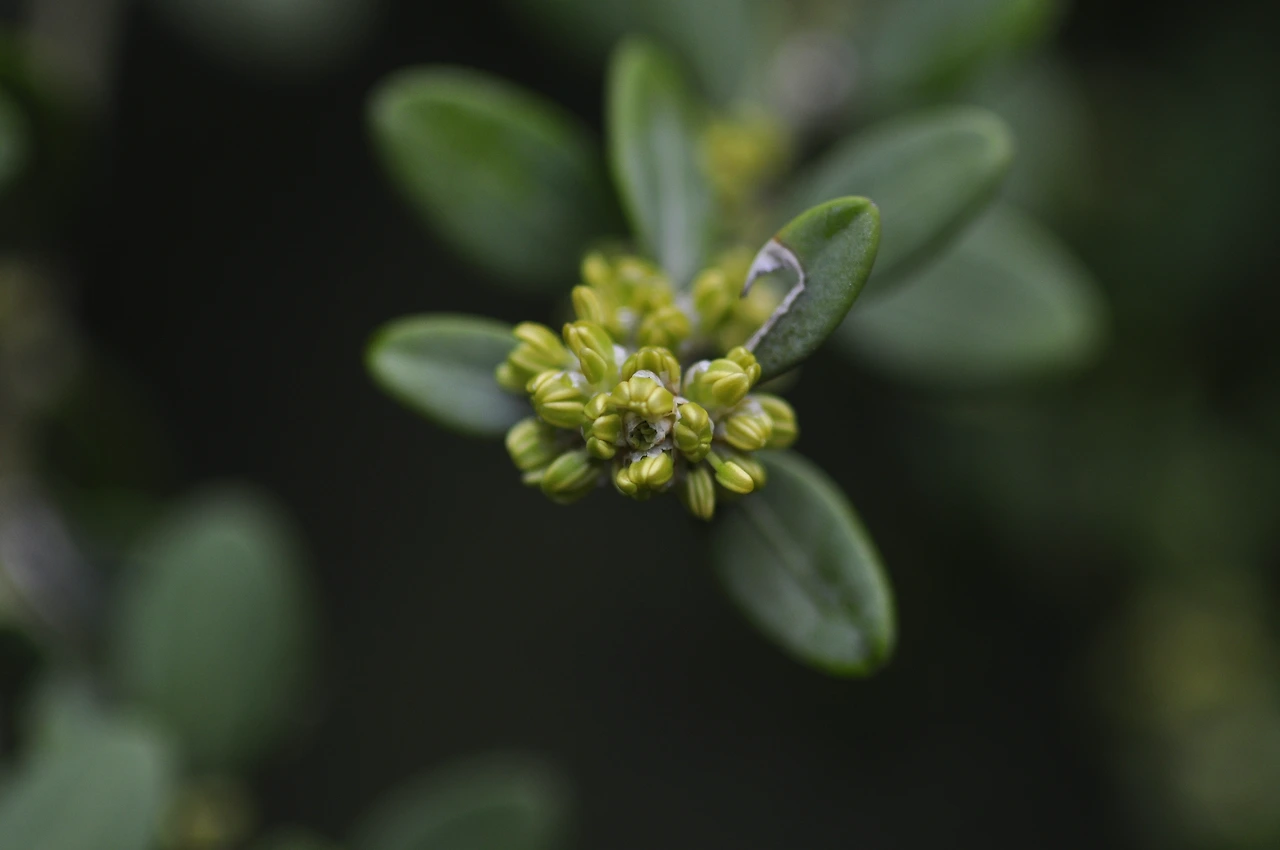 회양목_꽃 (4).JPG