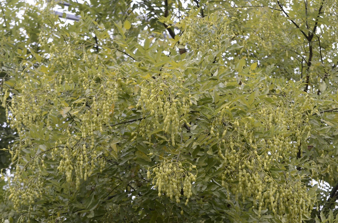 회화나무 (15).JPG