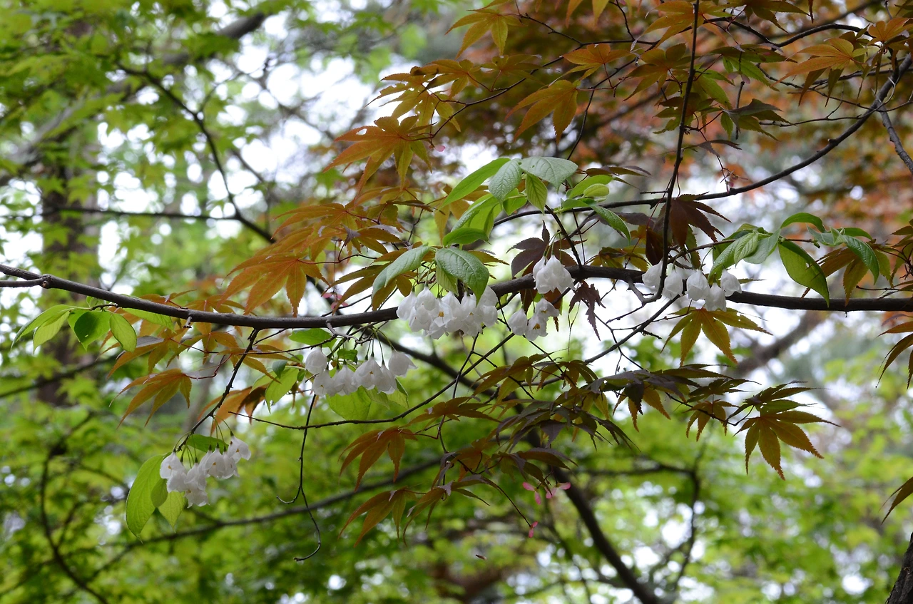 은종나무 (6).JPG