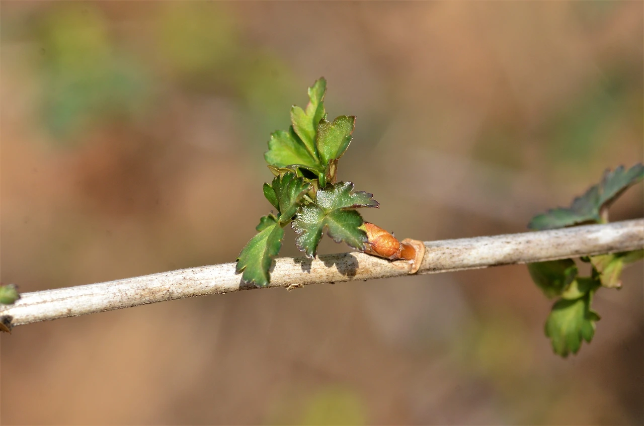까마귀밥나무 (3).JPG