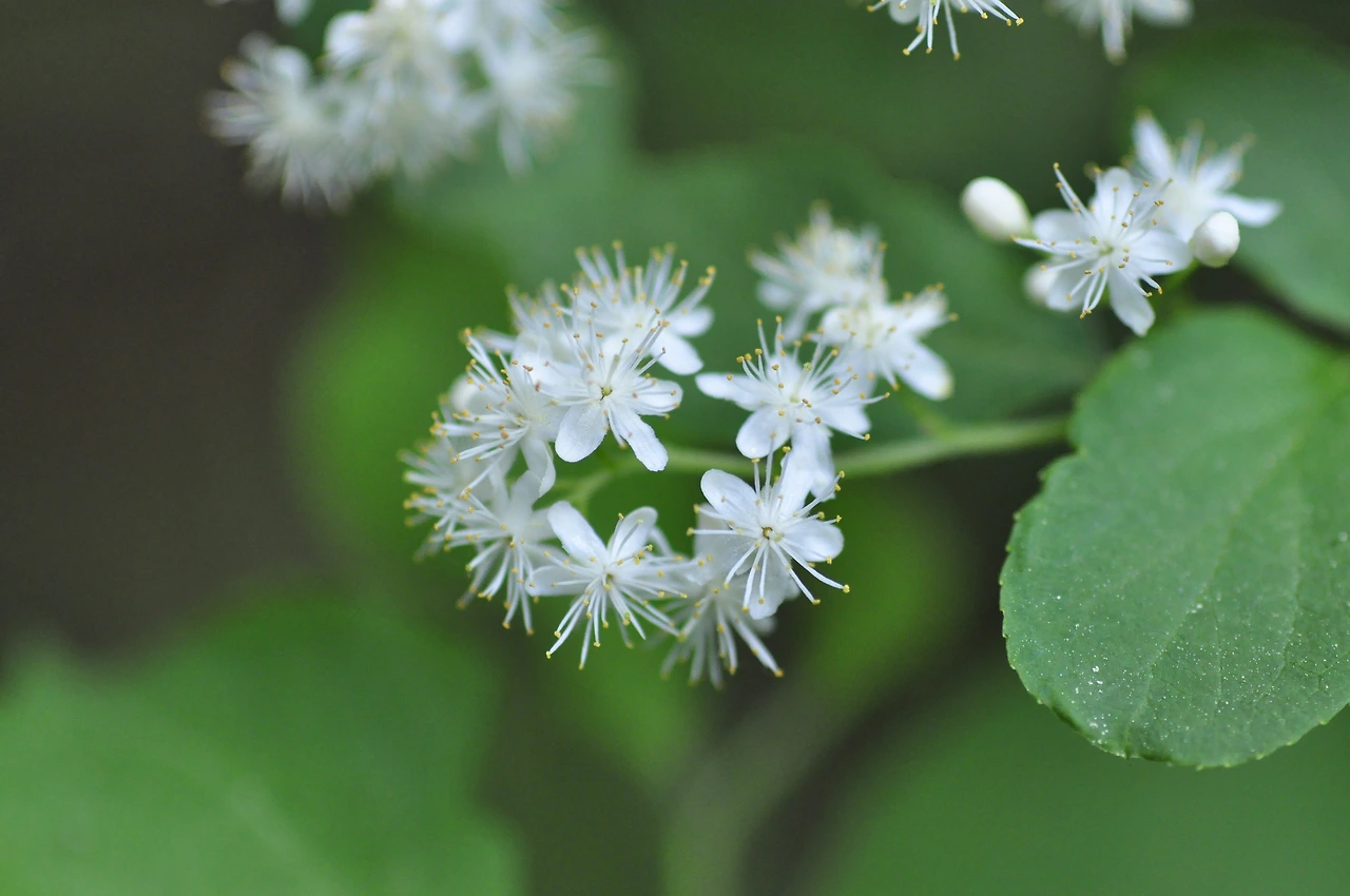 노린재나무 (8).JPG