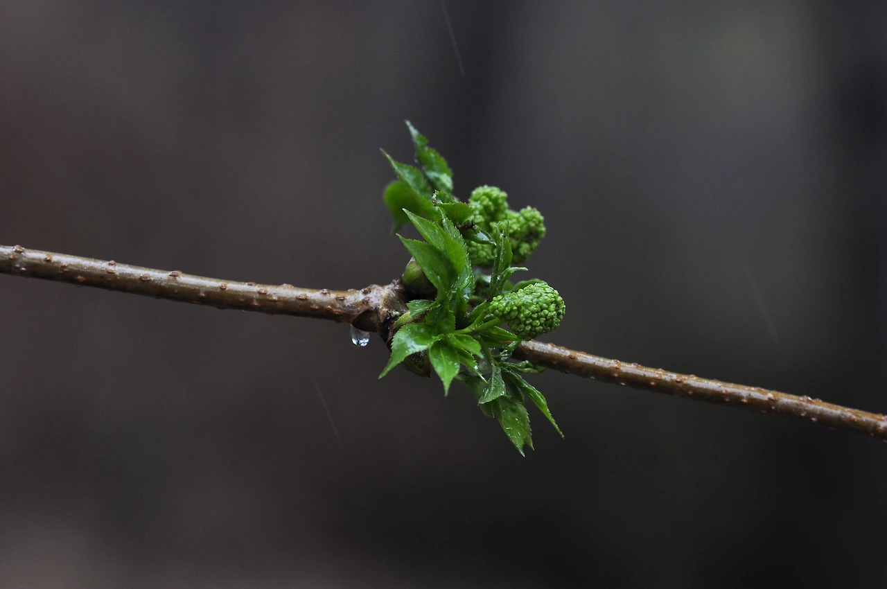 딱총나무 (3).JPG