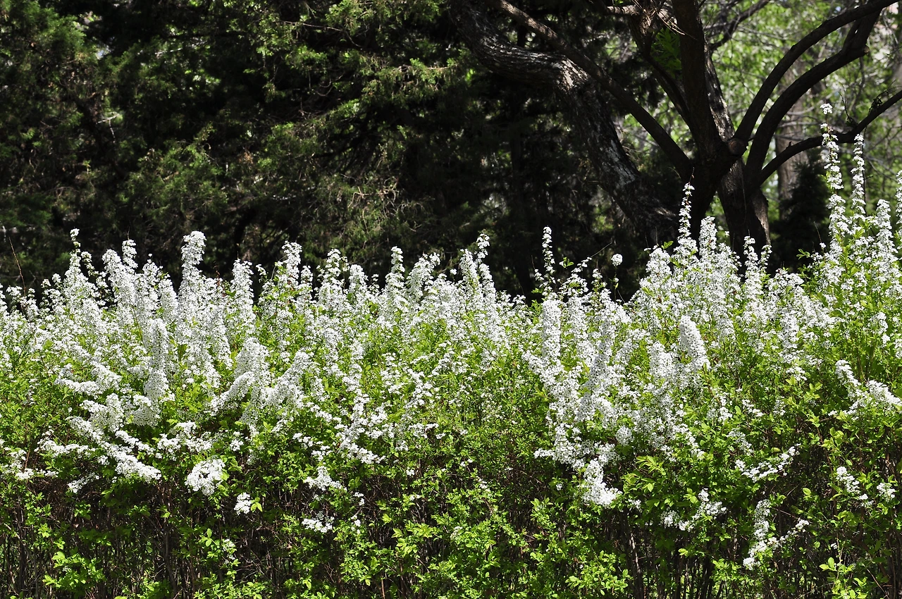 조팝나무 (4).JPG