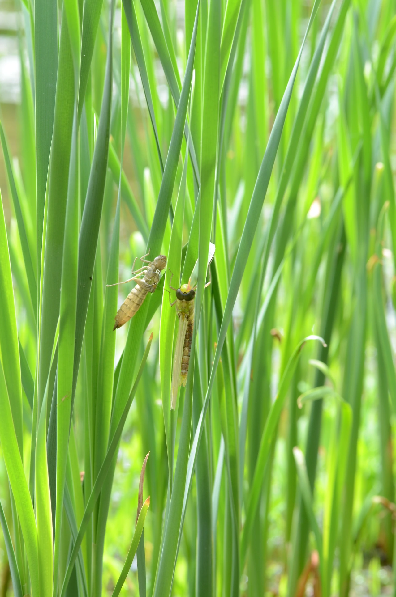 먹줄왕잠자리 (12).JPG