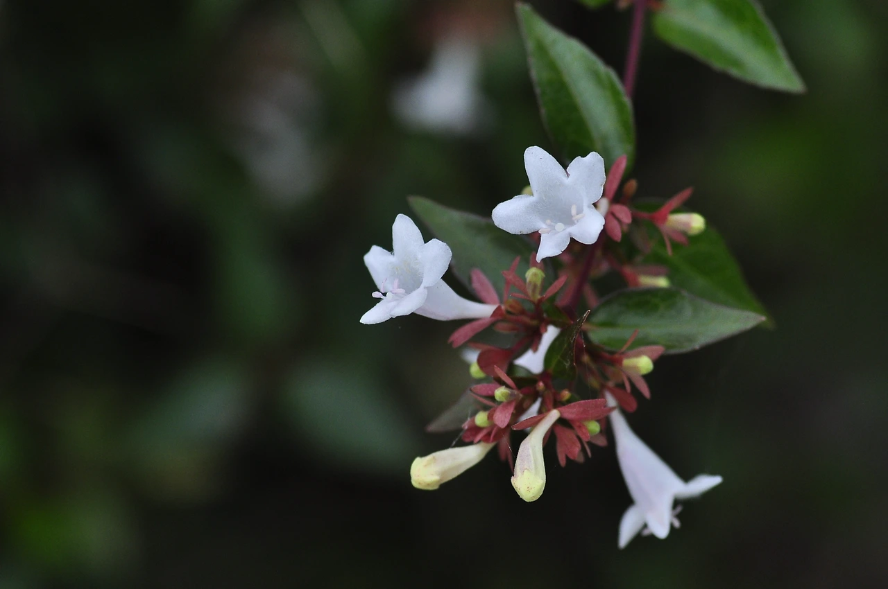 꽃댕강나무 (2).JPG