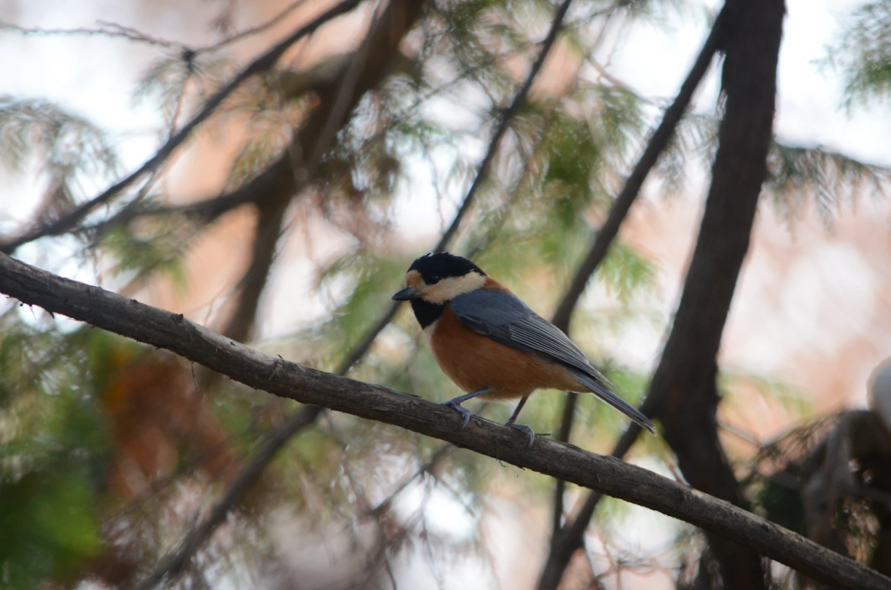 곤줄박이 (3).JPG