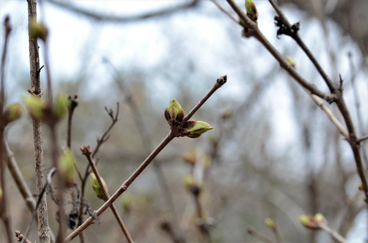 수수꽃다리 (2).JPG