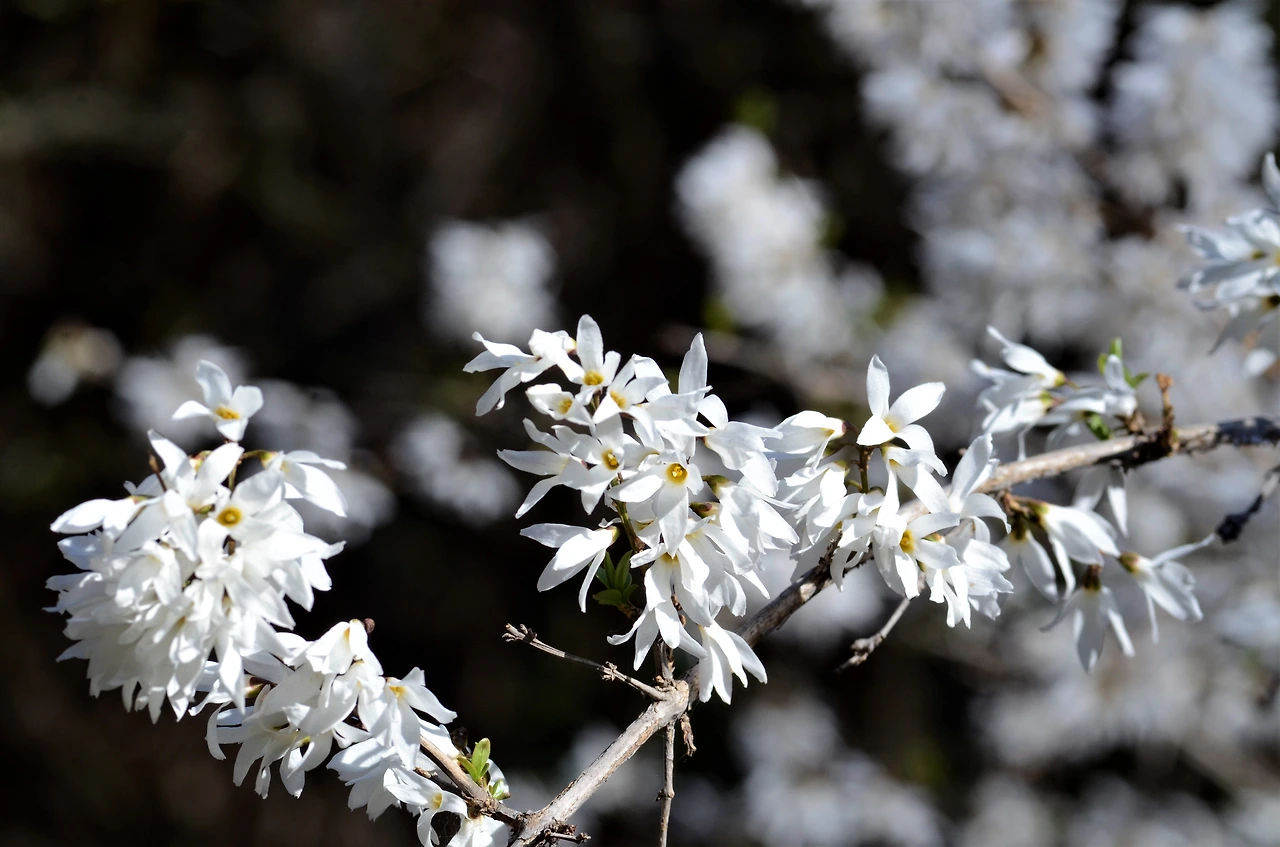 미선나무 (3).JPG