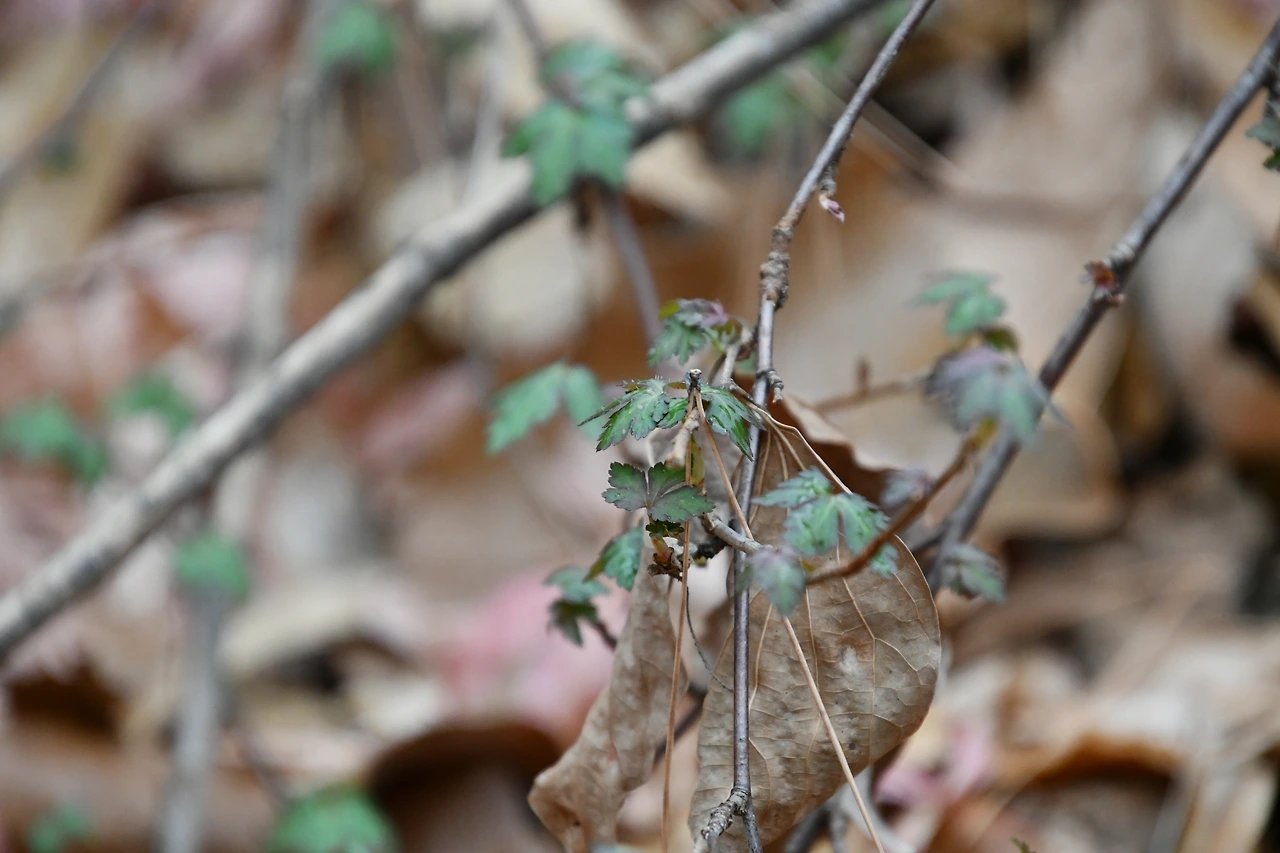 까마귀밥나무 (2).JPG