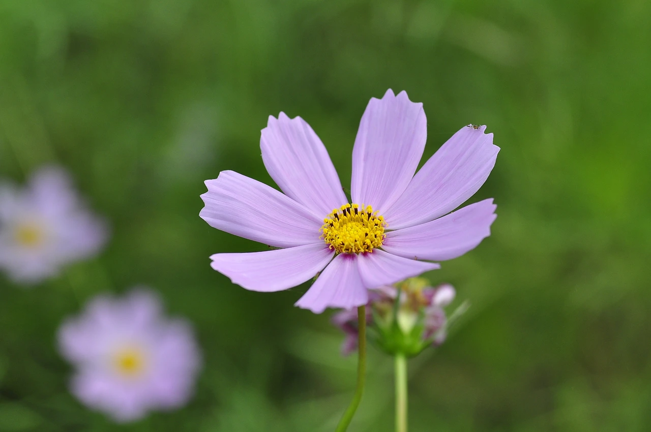 코스모스 (2).JPG